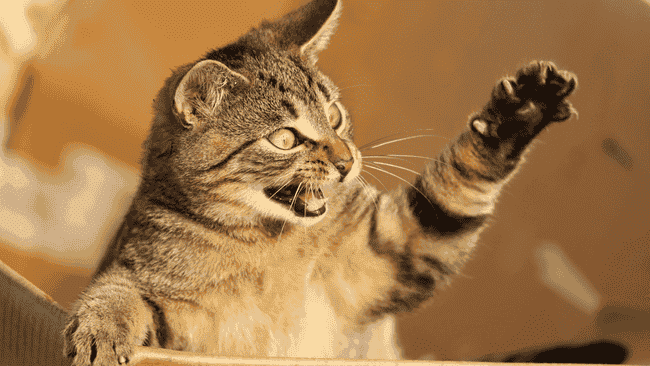 Catizen Telegram 加密游戏空投引发玩家不满：分配标准变更激起争议