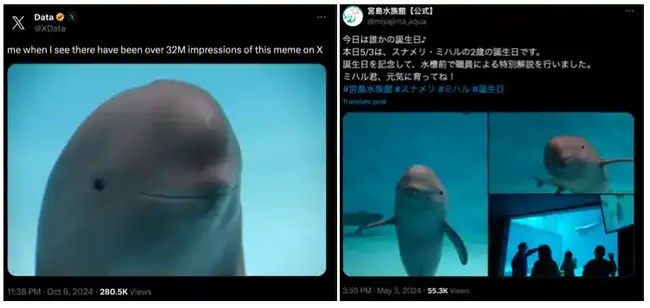 海豚宝宝 Miharu 引爆 Solana 市场，马斯克机器人概念引发热议