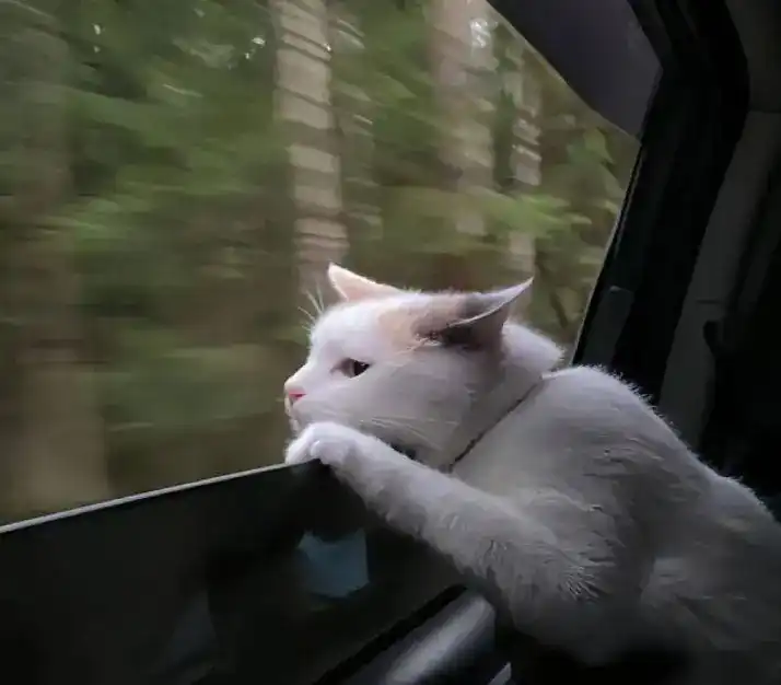 全球市场大暴跌，背后真相是什么？