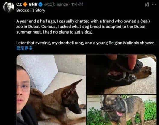 CZ爱犬西兰花成焦点,Meme币市场掀起新热潮
