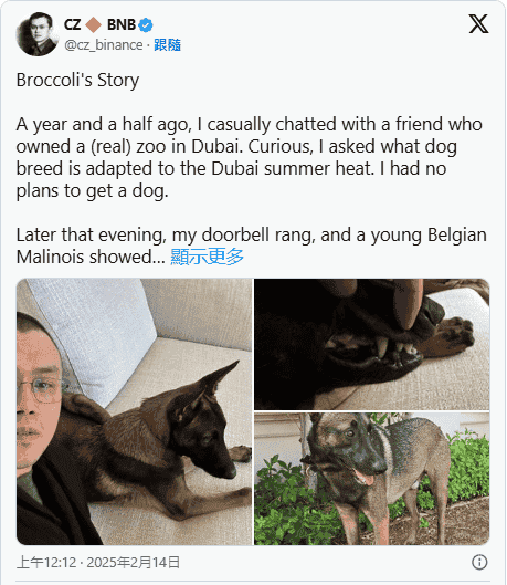 狗狗Broccoli币圈爆红：顶流背后的机遇与挑战